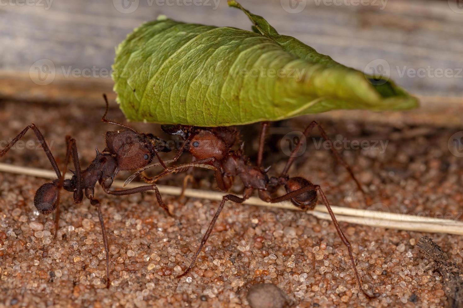 formiga cortadeira atta foto