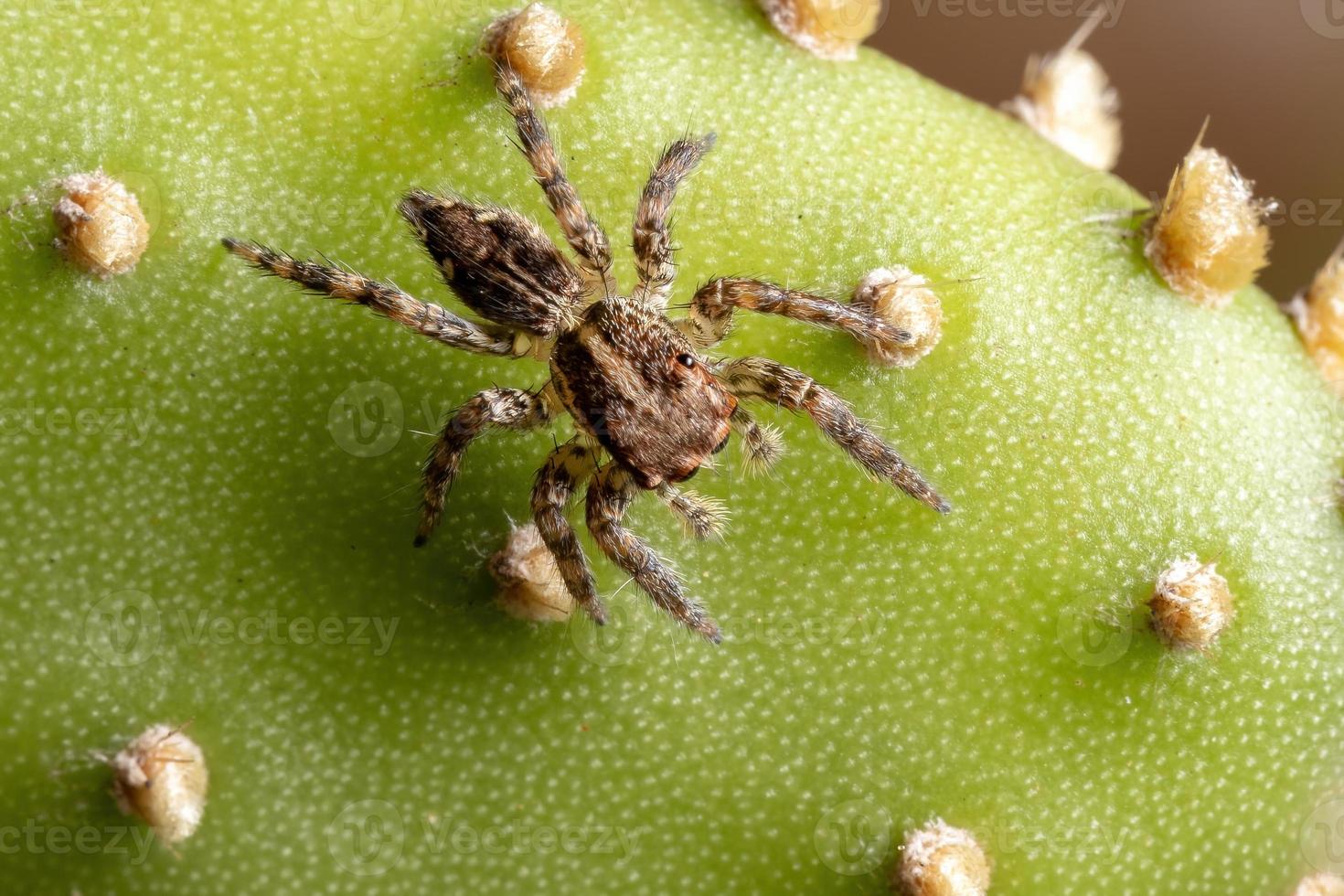 pequena aranha saltadora pantropical foto