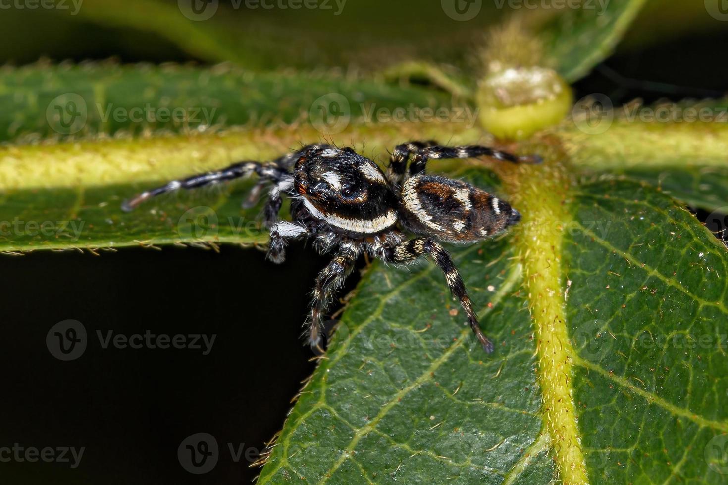 pequena aranha saltadora foto