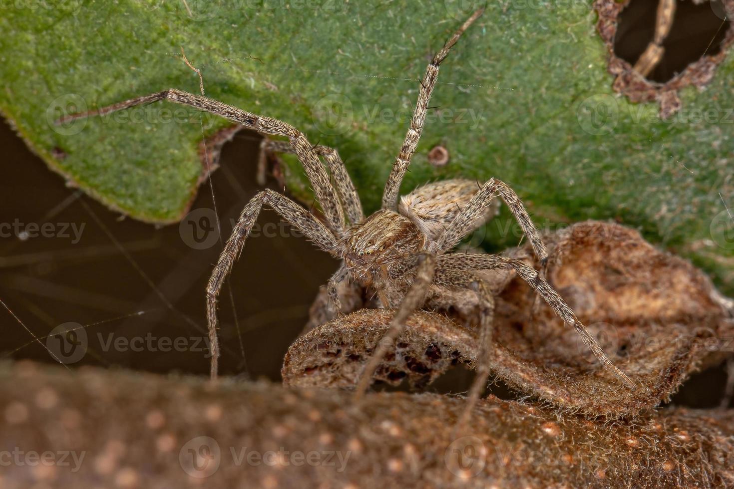 aranha caranguejo correndo foto