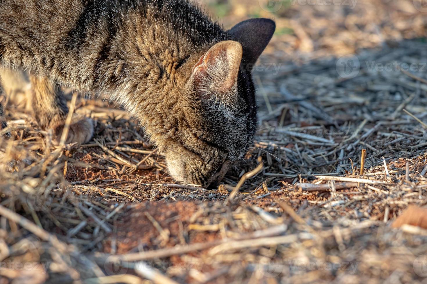 gato doméstico selvagem foto