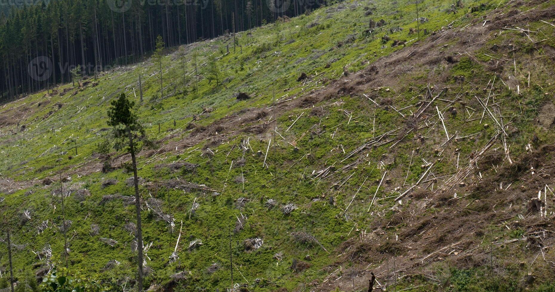 derrubado floresta dentro a ucraniano Cárpatos. ecológico catástrofe foto