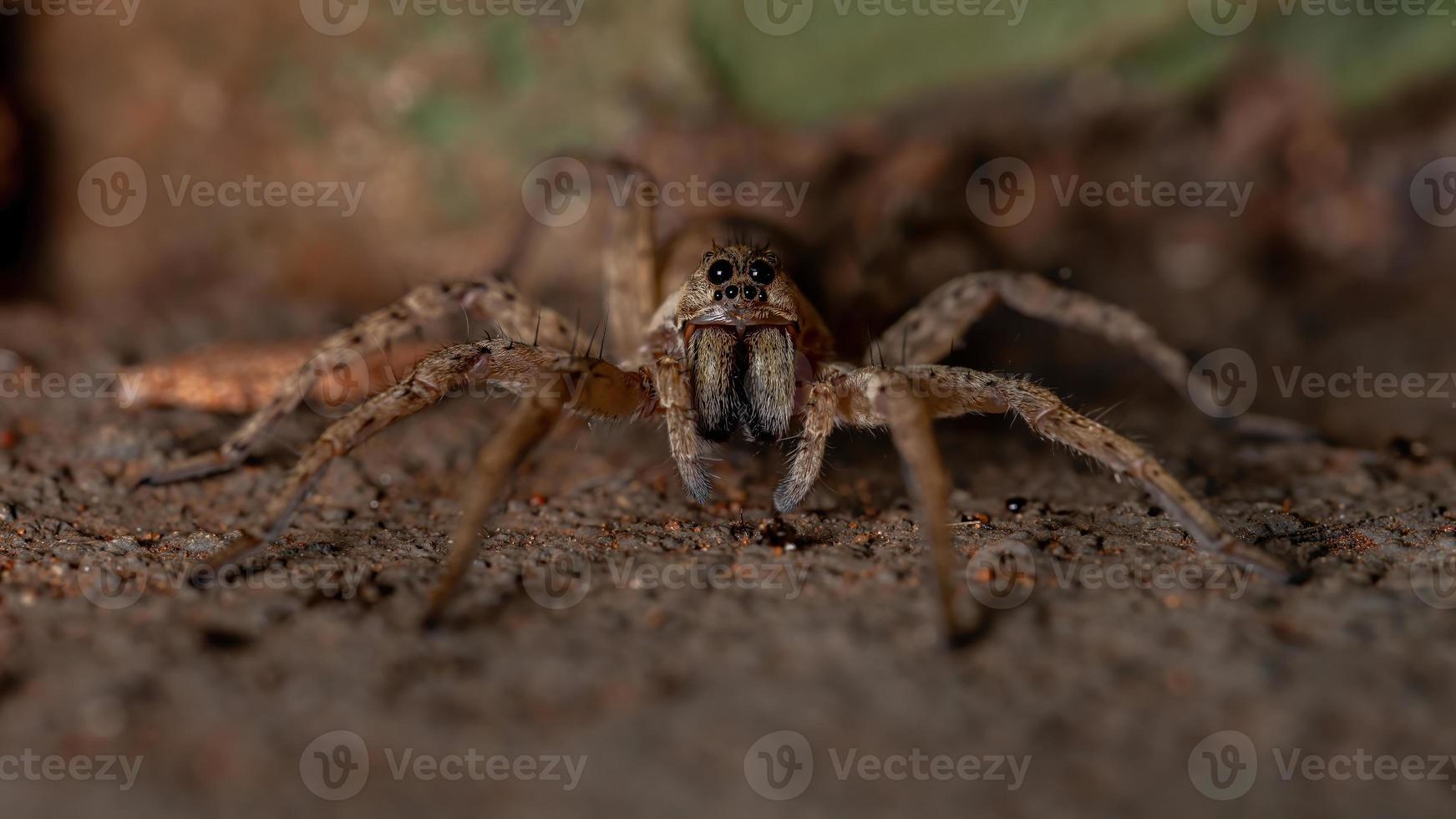 aranha lobo adulta foto