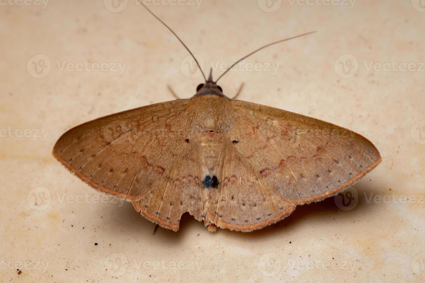 mariposa brasileira foto