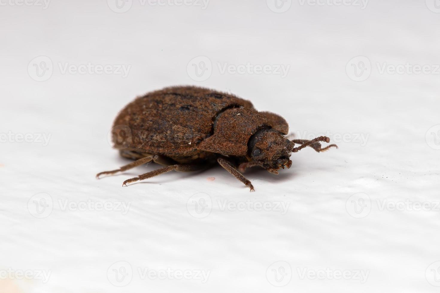 besouro escuro adulto foto