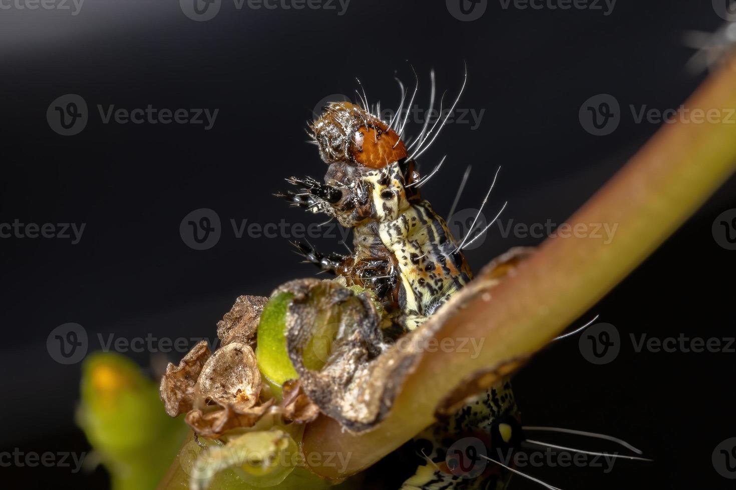 lagarta comendo uma planta comum beldroegas foto