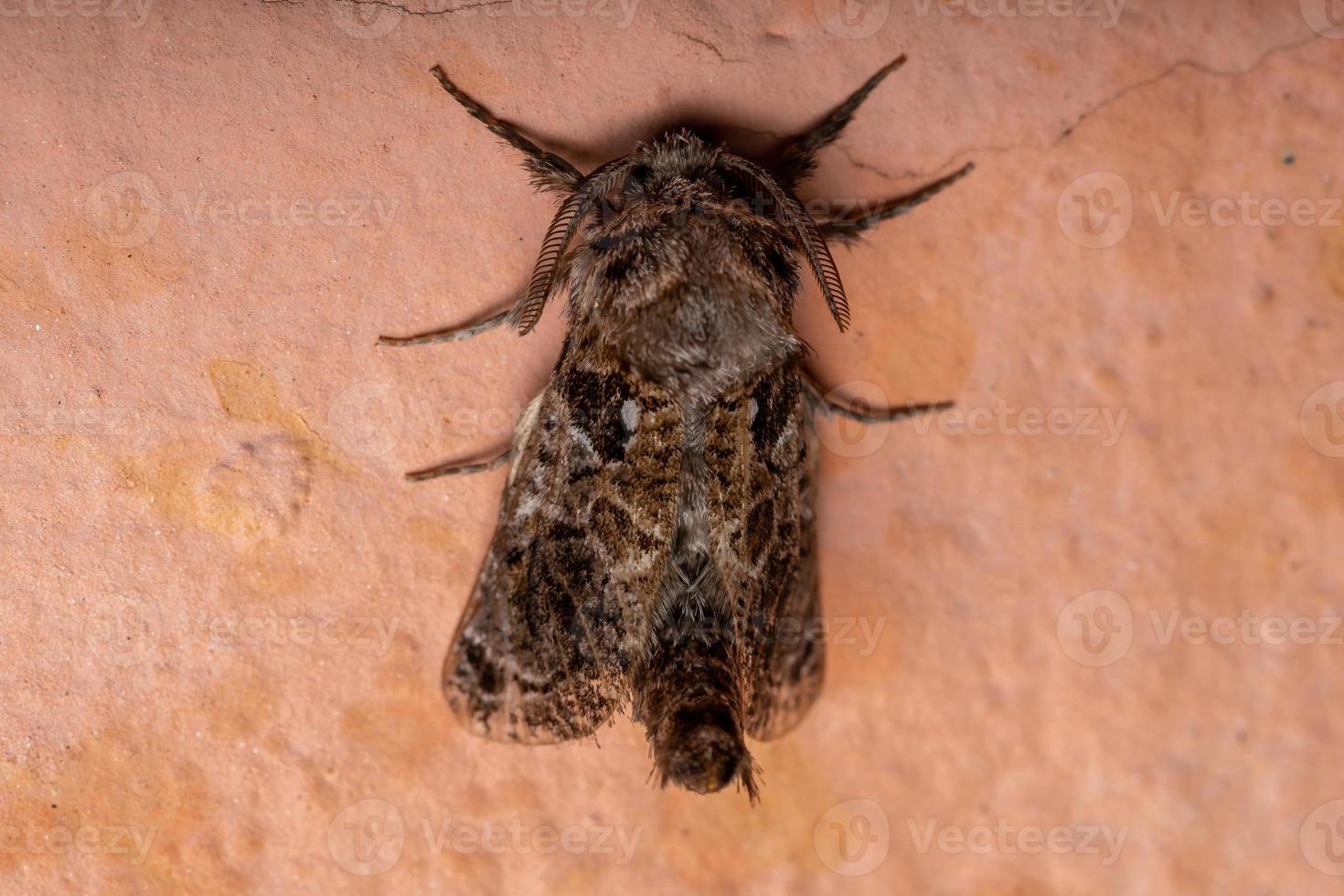 mariposa carpinteira adulta foto