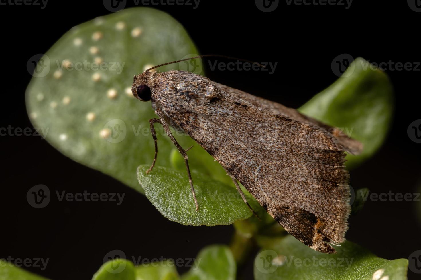 adulto gráfico owlet mariposa em uma beldroega comum foto