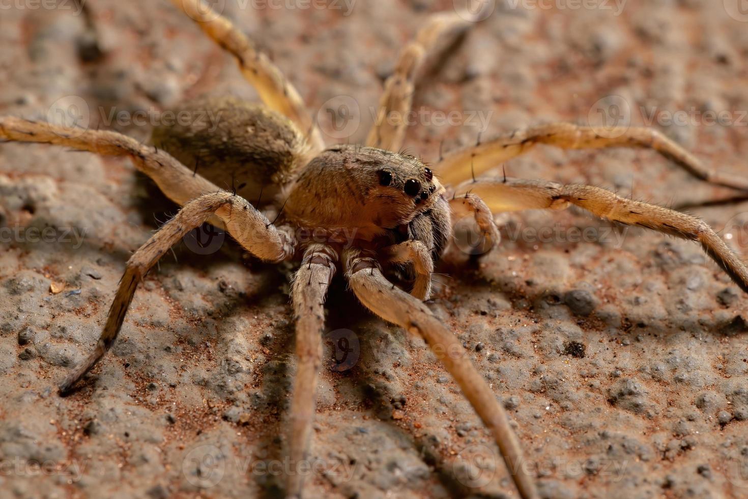 aranha lobo adulta foto