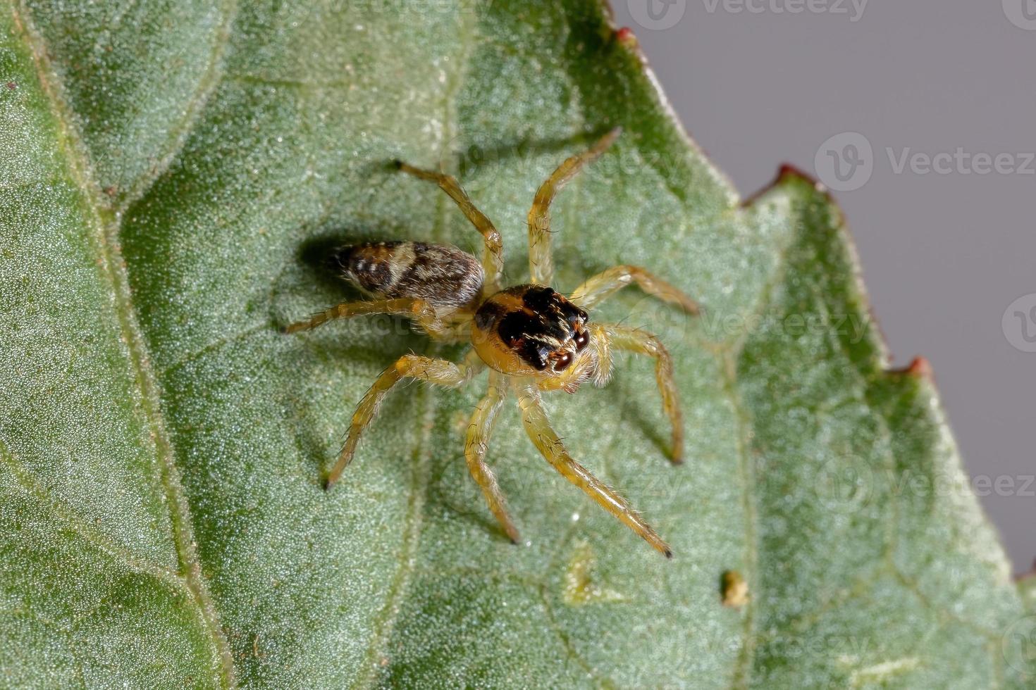 pequena aranha saltadora foto