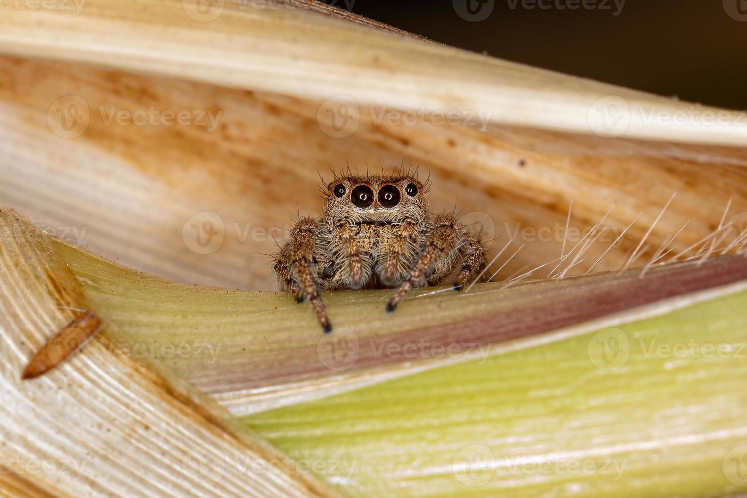 aranha saltadora fêmea adulta foto