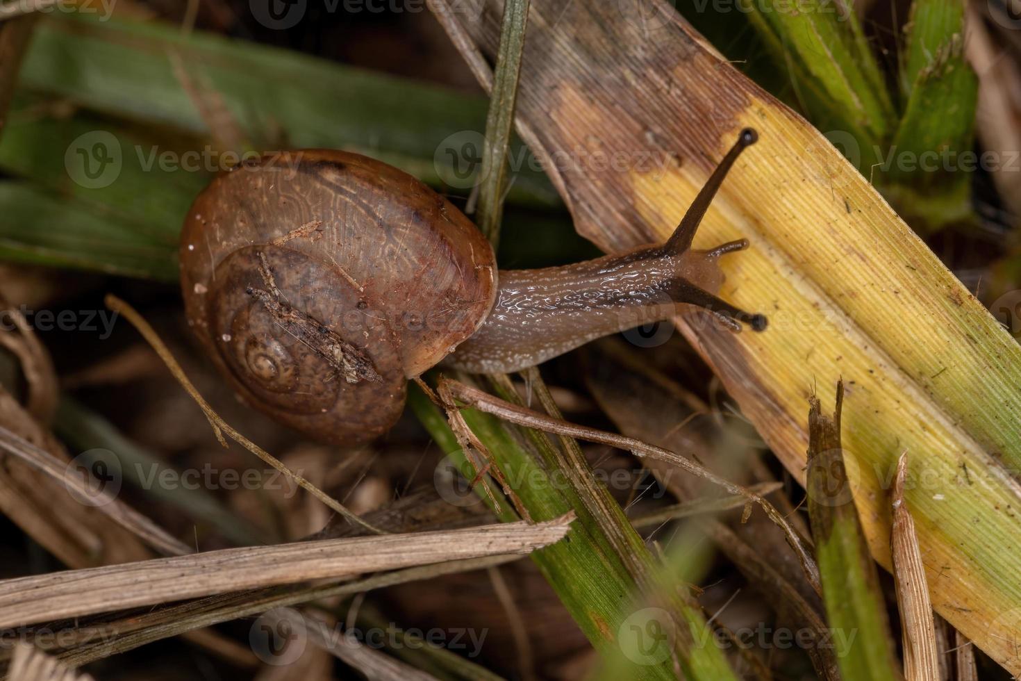 caracol vagabundo asiático foto