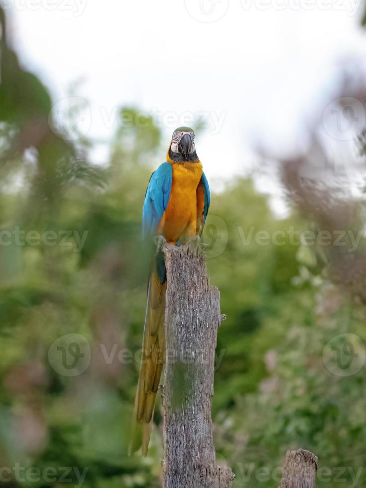 arara-azul-e-amarela adulta foto