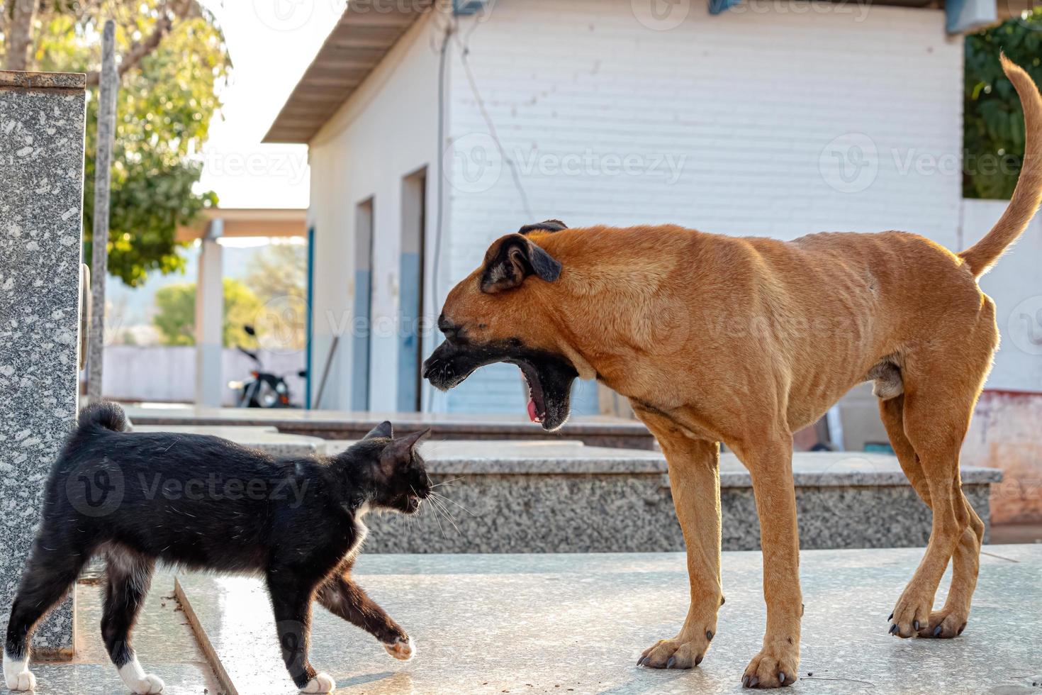 cão e gato abandonados interagindo foto