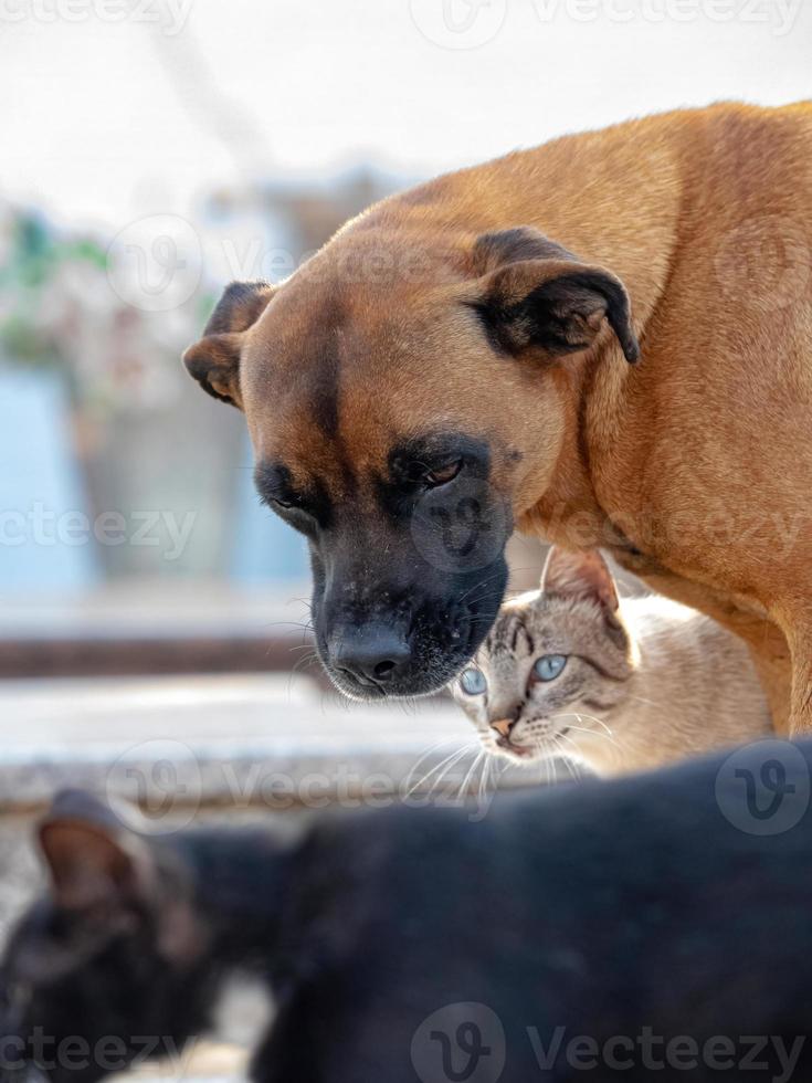 cão e gato abandonados interagindo foto