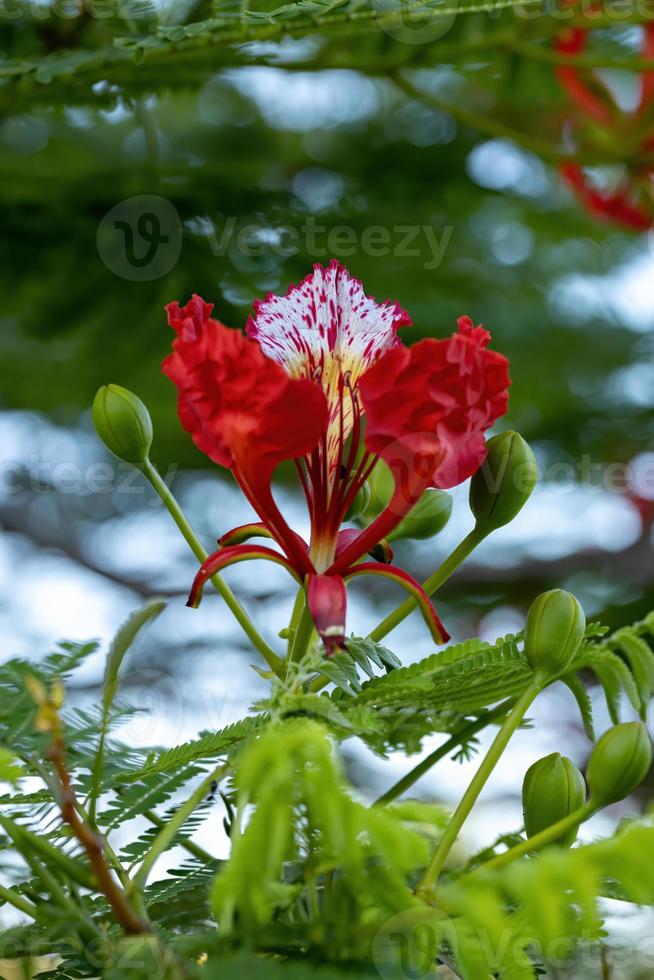 flor vermelha da árvore extravagante foto