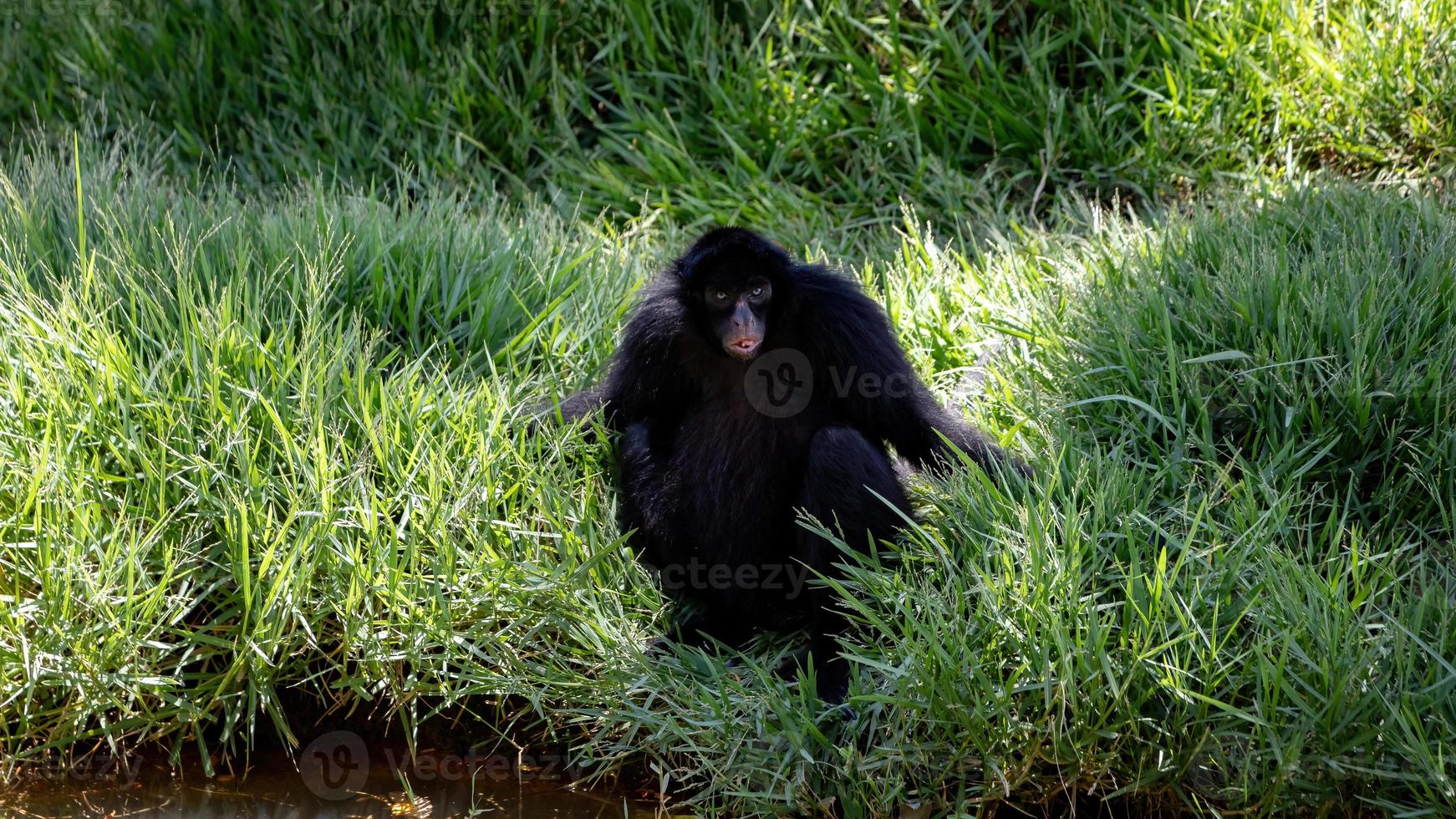 macaco-aranha preto de cara preta foto