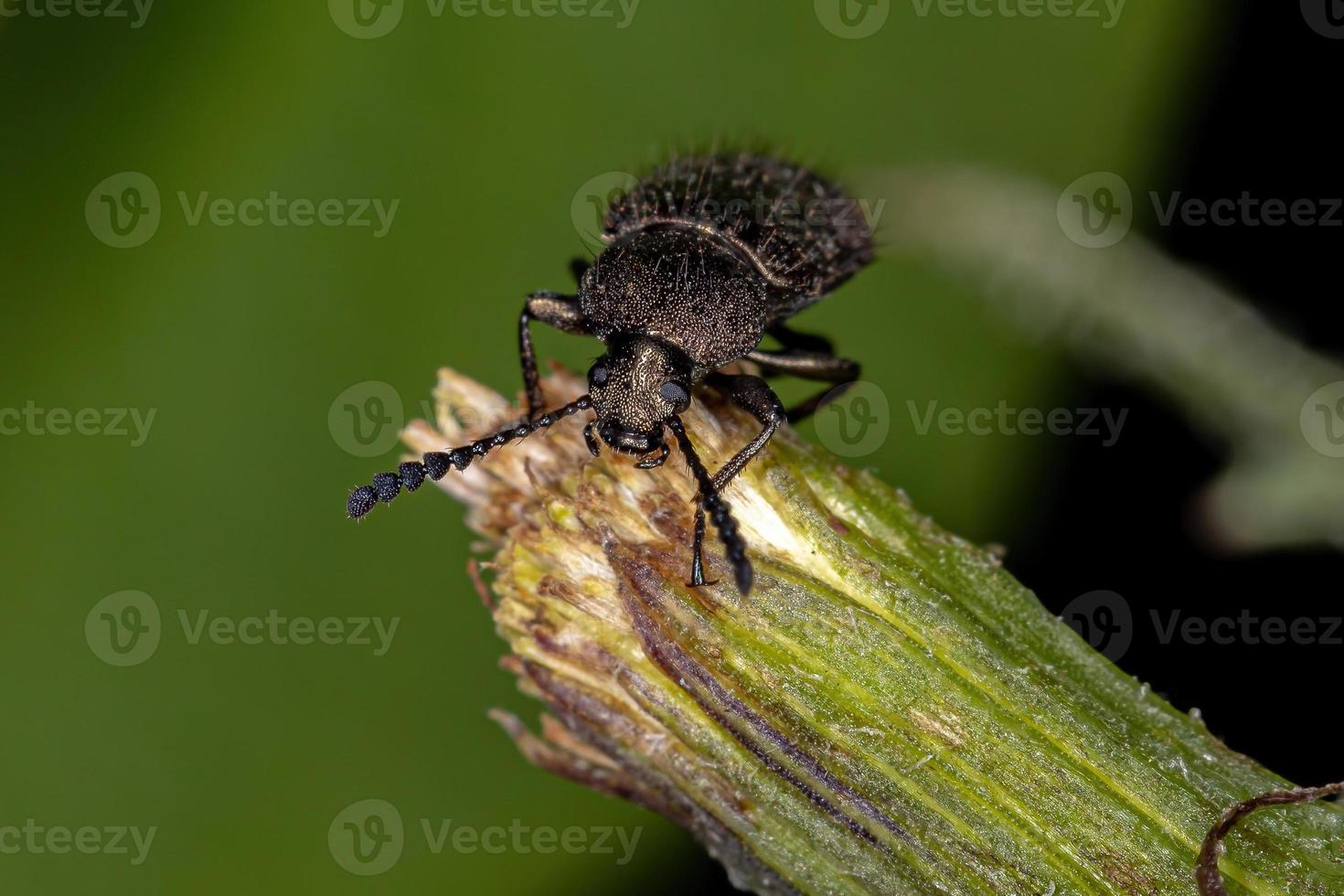 besouro escuro com garras em pente adulto foto