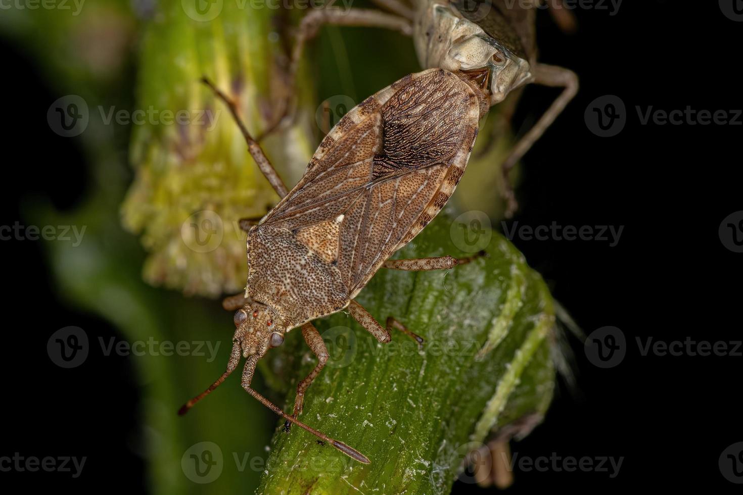 acoplamento de insetos pentatomomorfos adultos foto