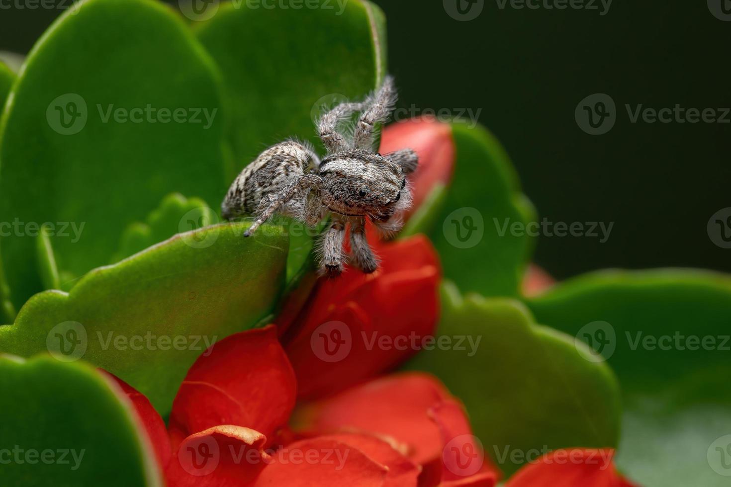 aranha saltadora adulta em uma planta katy flamejante foto