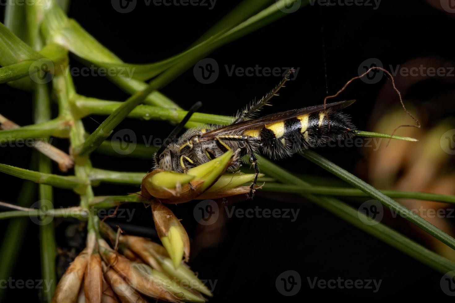 vespa escolóide adulta em uma flor foto