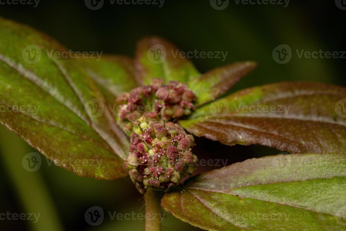 flores e frutos de uma planta asmática foto