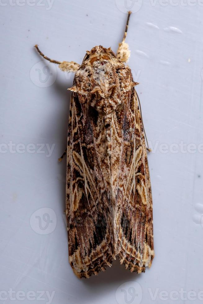 mariposa lagarta-do-cartucho adulta foto