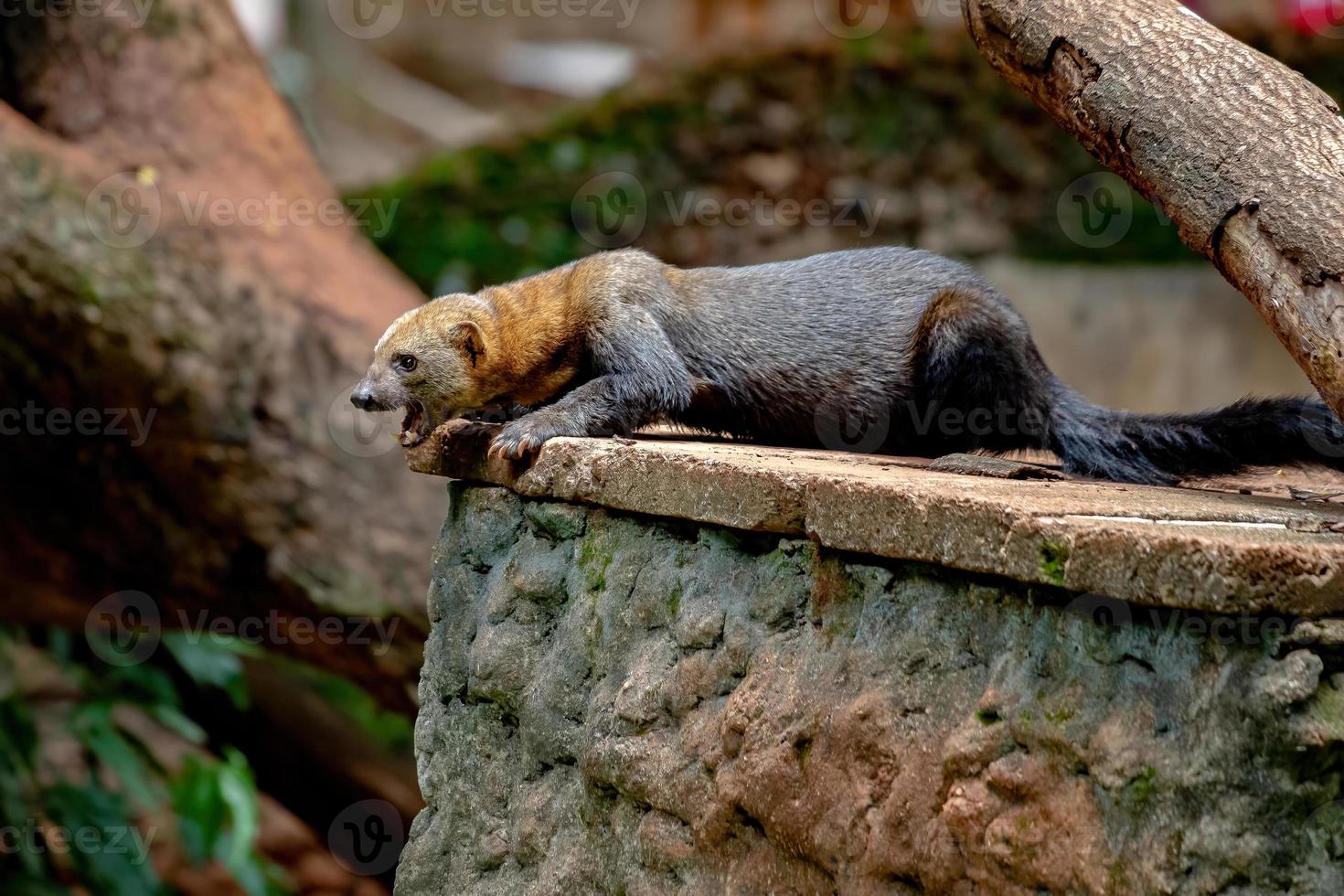 animal selvagem tayra foto