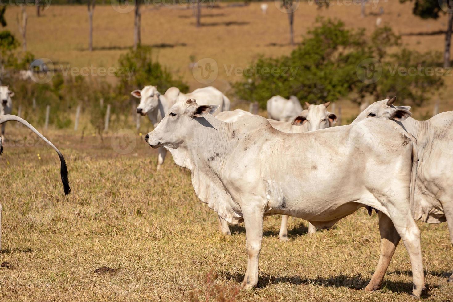 vaca adulta em uma fazenda foto