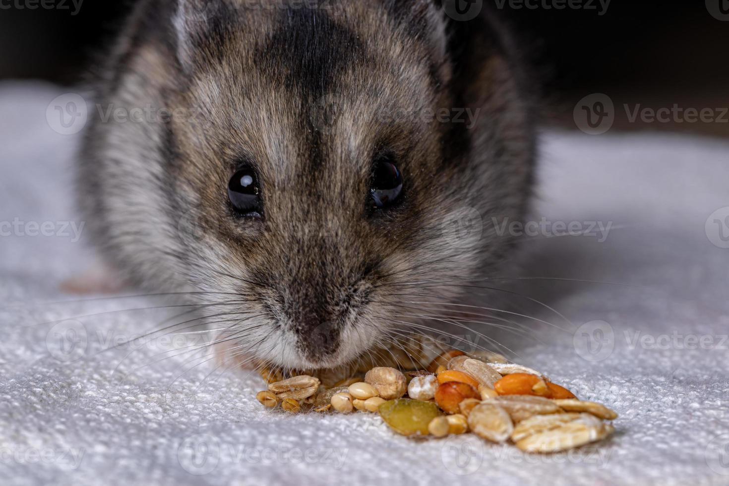 hamster anão Campbell foto