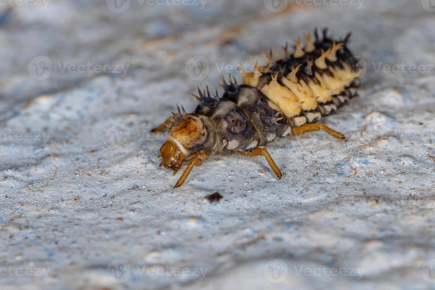 larva de besouro asiático foto