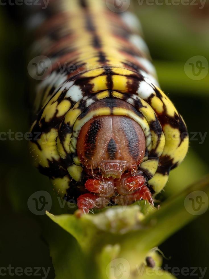 catterpillar da mariposa esfinge bandada foto