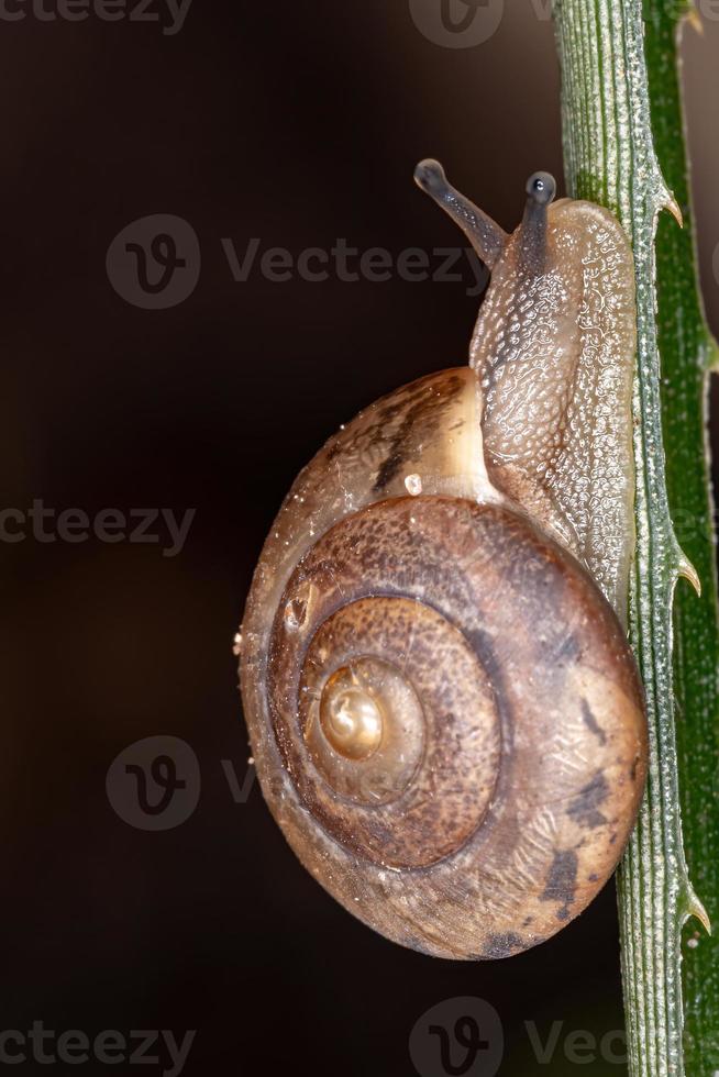 caracol vagabundo asiático foto