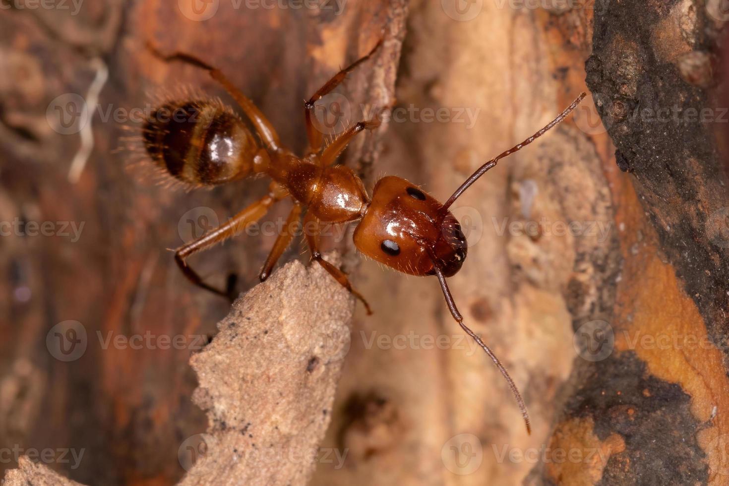 formiga carpinteira adulta foto