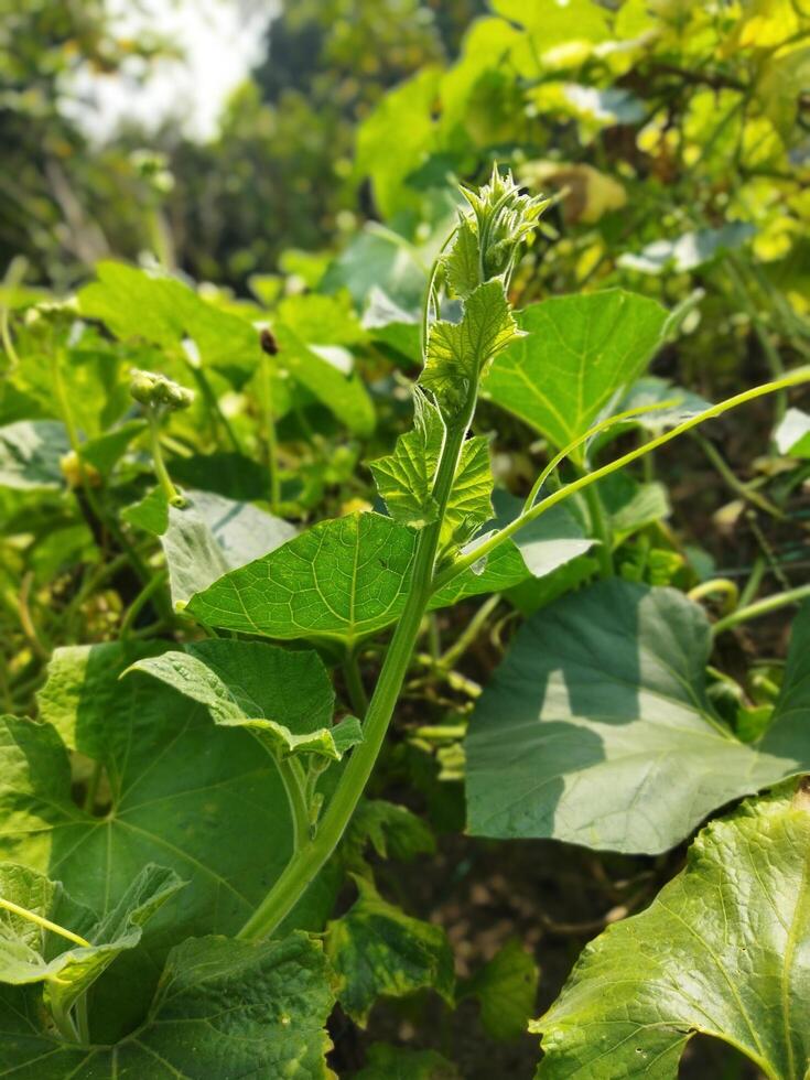 benefícios do cabaça verdes.contém Alto níveis do vitamina C. isto ajuda evita vários tipos do infecções e resfriados. vencimento para Está Alto fibra contente, cabaça folhas aliviar constipação. isto é Além disso útil foto