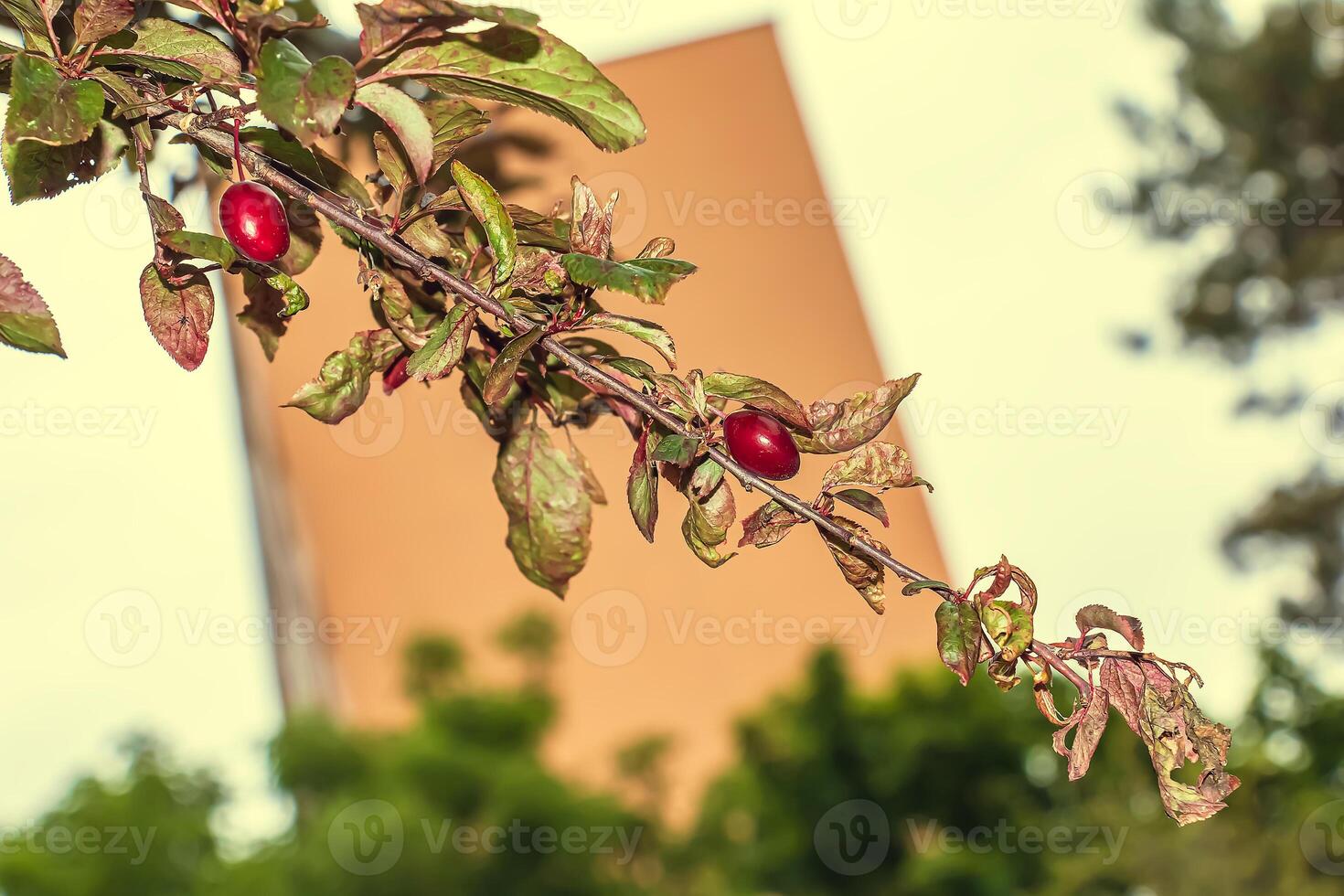uma cereja ameixa árvore com vermelho frutas. prunus cerasífera. foto