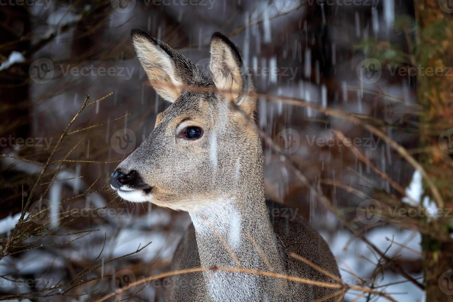 selvagem ovas veado dentro inverno natureza. Capreolus capreolus. foto