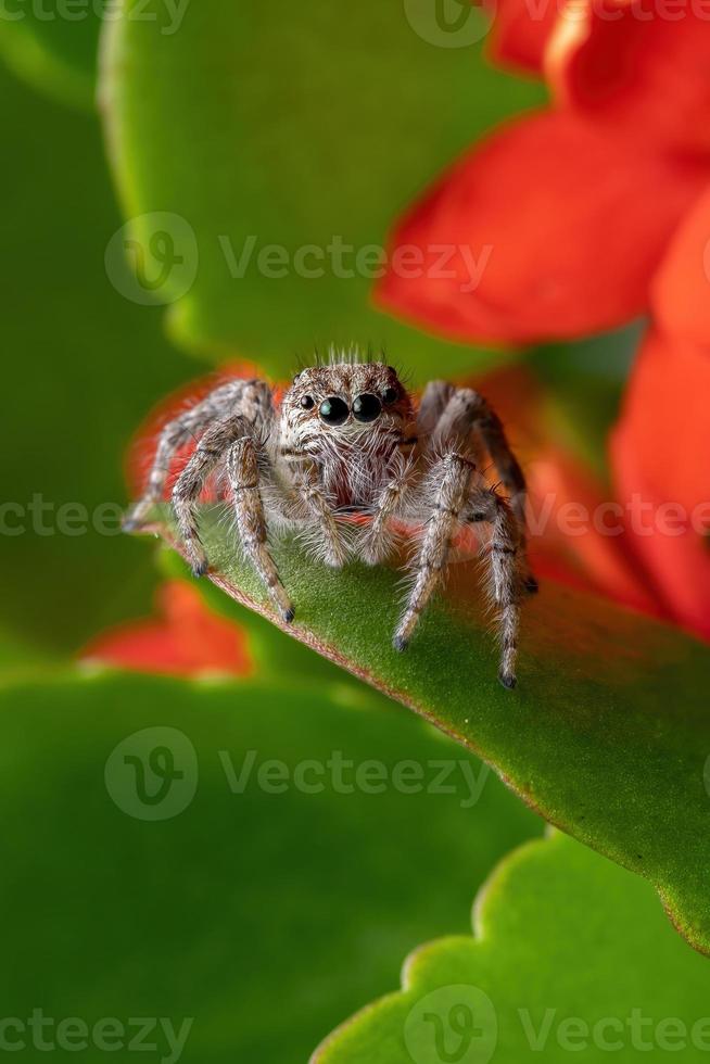 aranha saltadora adulta em uma planta katy flamejante foto