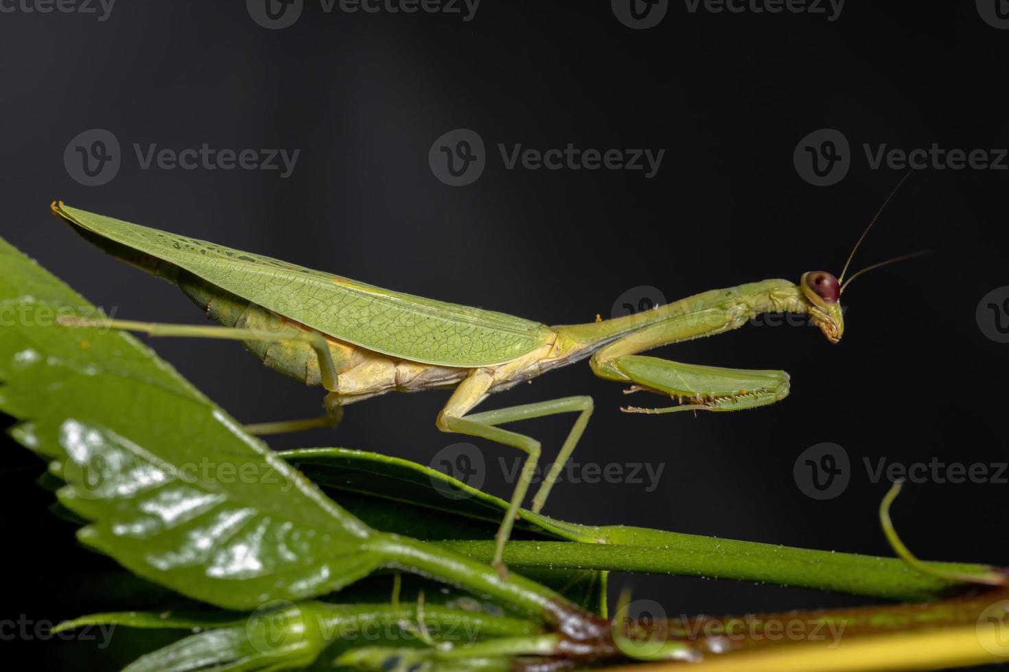 mantis unicórnio adulto feminino foto