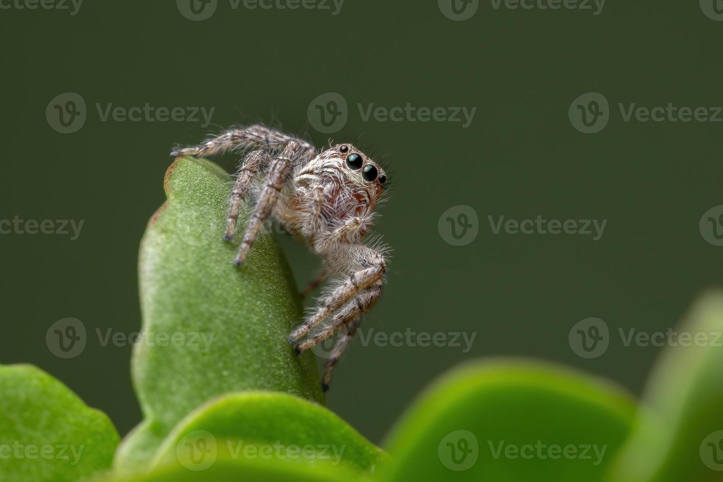 aranha saltadora adulta em uma planta katy flamejante foto