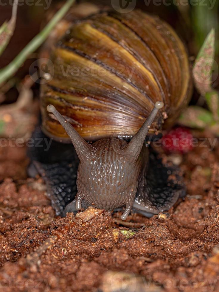 caracol gigante africano foto