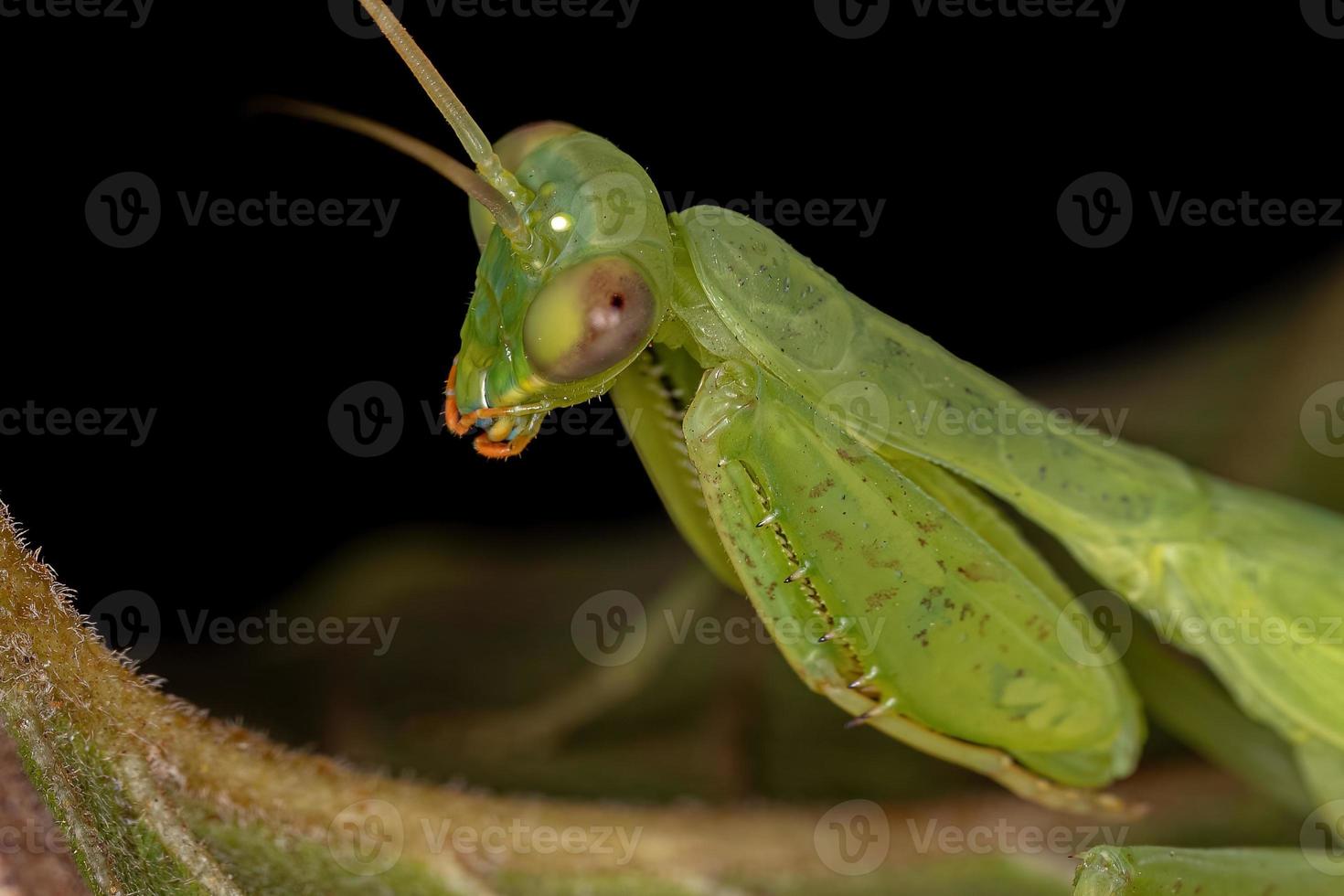 ninfa de mantis fotinaide verde foto