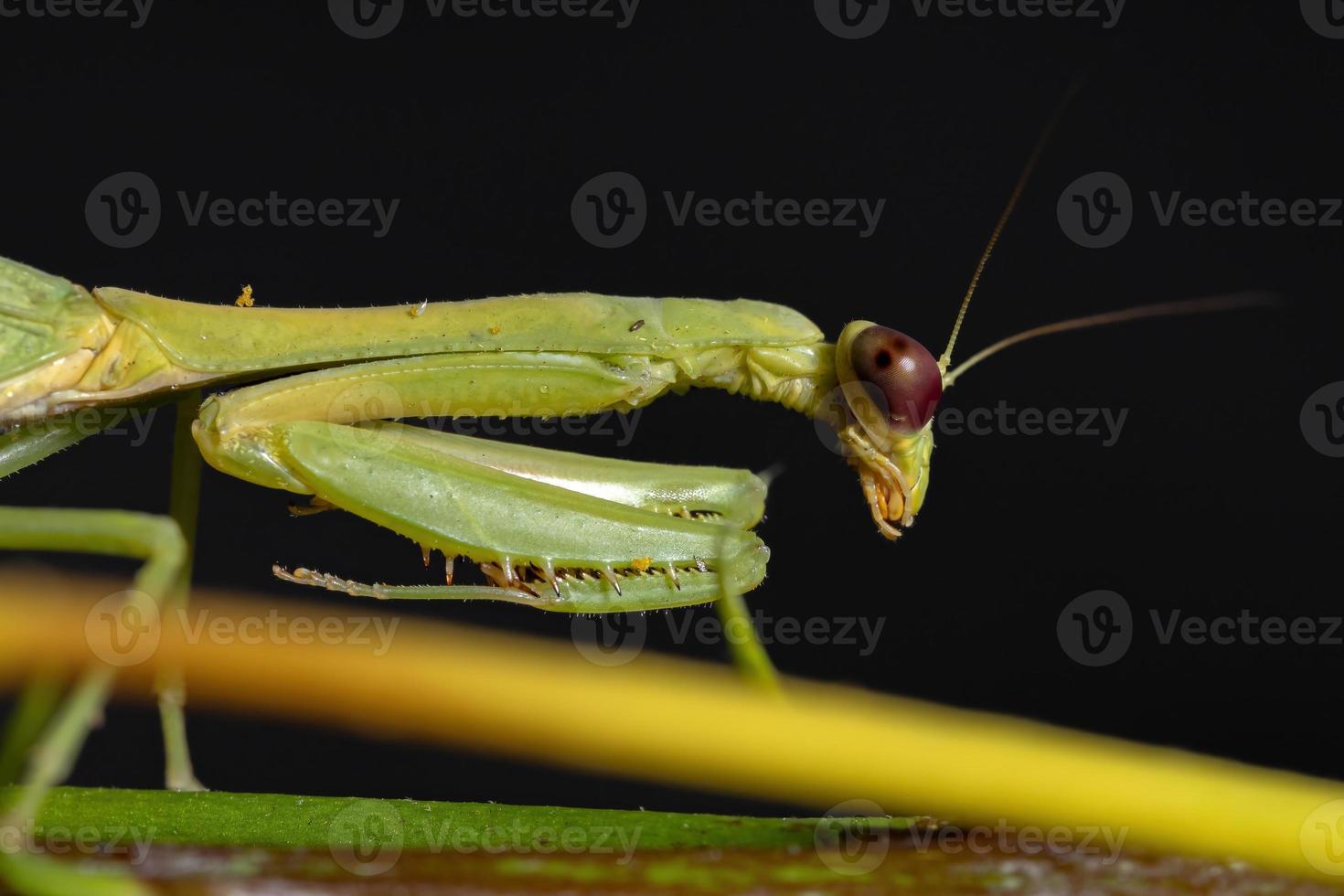 mantis unicórnio adulto feminino foto