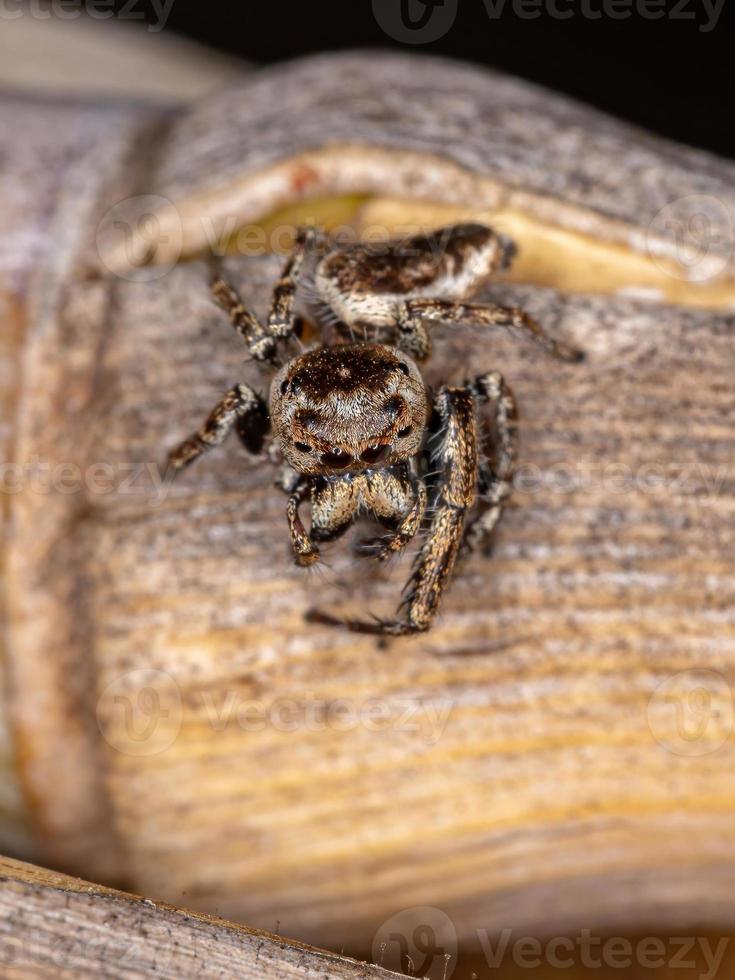 aranha saltadora macho adulto foto