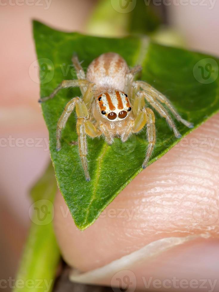 aranha saltadora adulta foto