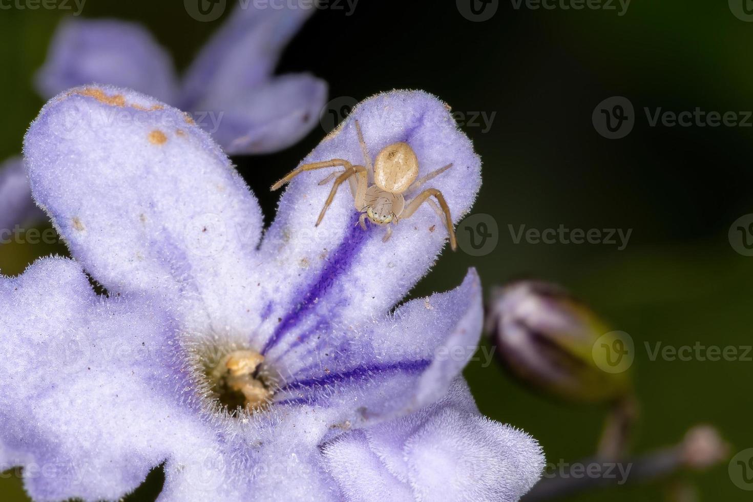 pequena aranha caranguejo foto