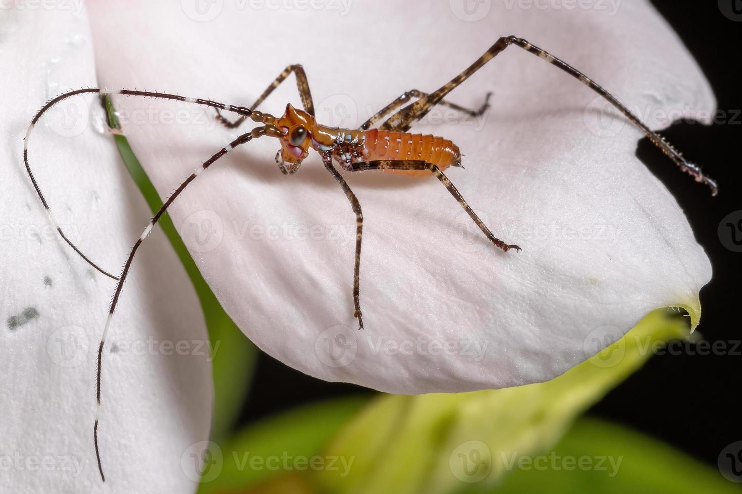 folha ninfa katydid foto