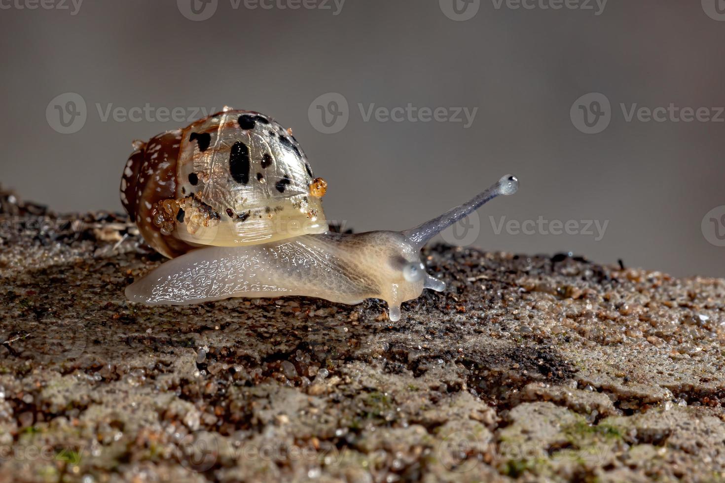 caracol gigante africano foto