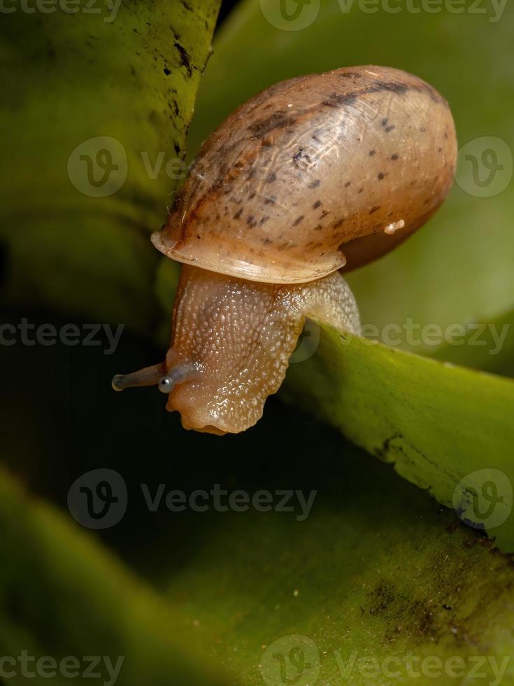 caracol vagabundo asiático foto