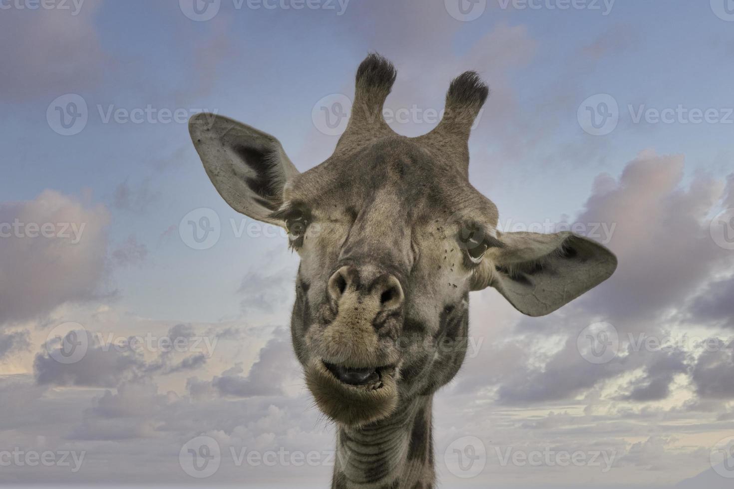 cabeça de girafa, serengeti, áfrica foto